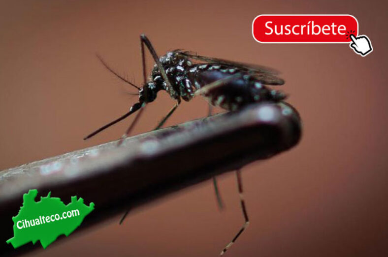 Sin freno, casos de dengue en Jalisco; la mitad de ellos son «muy graves»